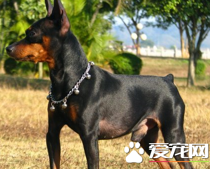 曼徹斯特梗犬哪裡有賣 可以通過網上來購買