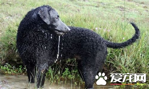 卷毛尋回犬報價 價格大約為2000到8000元左右