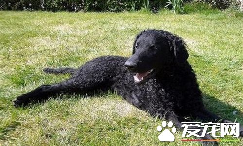 卷毛尋回犬報價 價格大約為2000到8000元左右