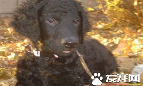 卷毛尋回犬報價 價格大約為2000到8000元左右