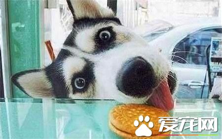 哈士奇成年犬價格 哈士奇成犬價格在1000左右