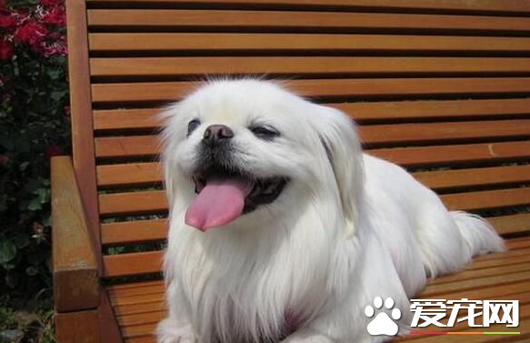 京巴和日本仲哪個好 外形上有怎樣的差異