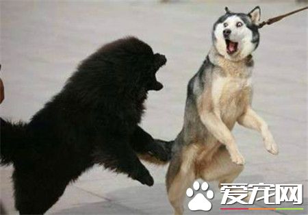 哈士奇成年犬價格 哈士奇成犬價格在1000左右