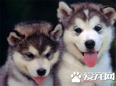 哈士奇成年犬價格 哈士奇成犬價格在1000左右