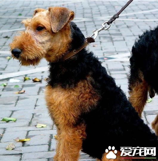 湖畔梗和萬能梗一樣嗎 從體型與外貌上區分