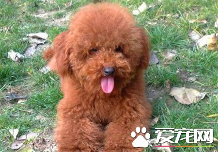 貴賓犬和泰迪的價格 不同的顏色價格相差很多