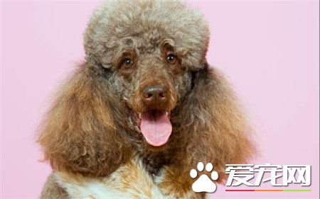 貴賓犬和泰迪的價格 不同的顏色價格相差很多
