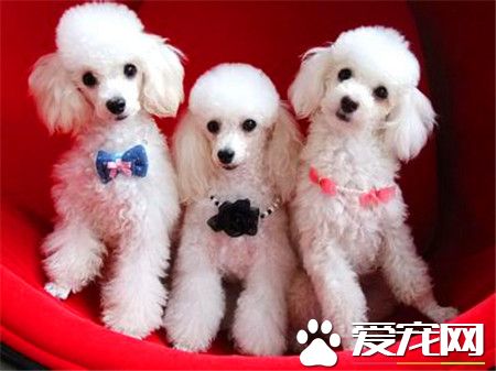 貴賓犬和泰迪的價格 不同的顏色價格相差很多