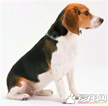 購買比格犬注意事項 如何選購比格犬