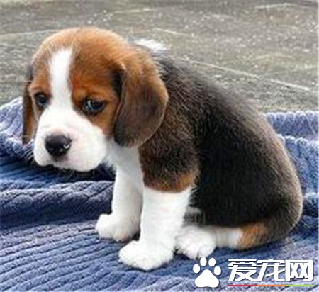 購買比格犬注意事項 如何選購比格犬