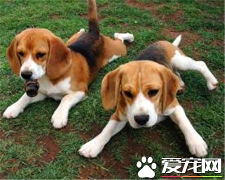 購買比格犬注意事項 如何選購比格犬