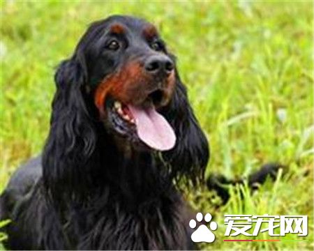 哥頓雪達犬價格 價格大約為1000到30000元