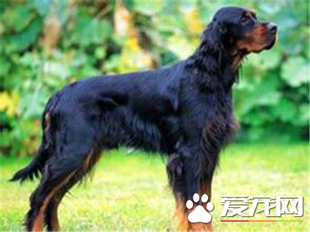 哥頓雪達犬價格 價格大約為1000到30000元