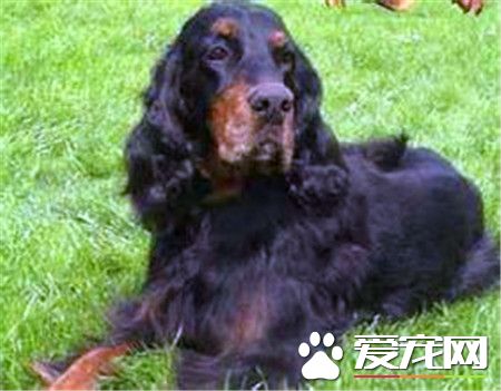 哥頓雪達犬價格 價格大約為1000到30000元