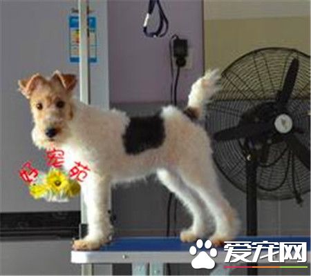 剛毛獵狐梗怎麼選 剛毛獵狐梗選購技巧