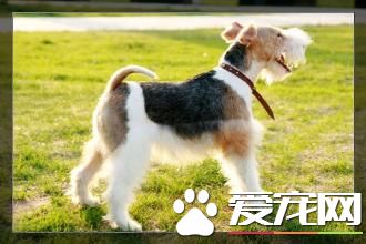 剛毛獵狐梗怎麼選 剛毛獵狐梗選購技巧