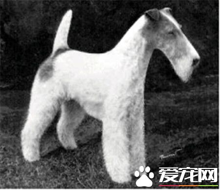 剛毛獵狐梗怎麼選 剛毛獵狐梗選購技巧