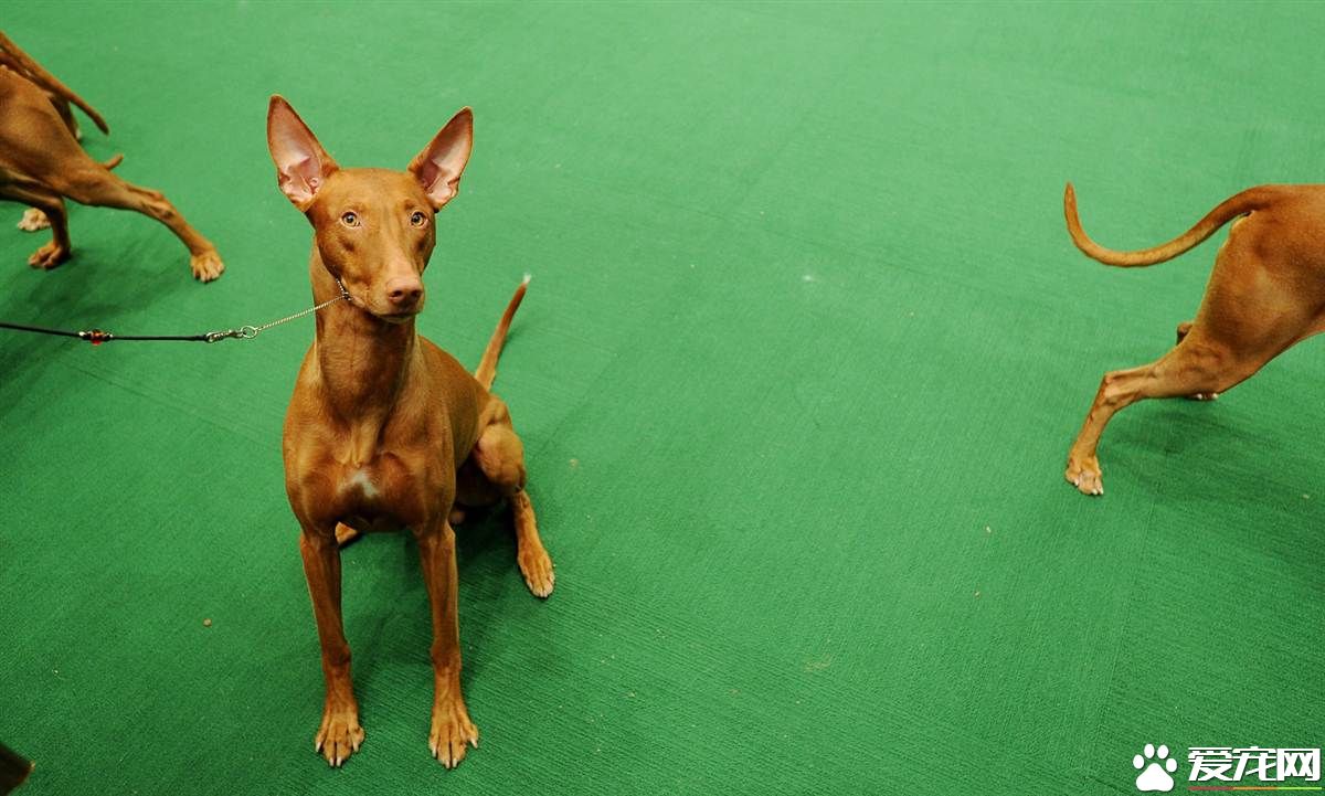 法老王獵犬的價格 品相不好的要3到5萬左右