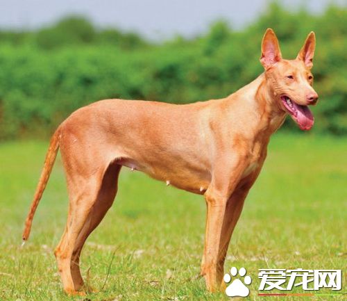 法老王獵犬的價格 品相不好的要3到5萬左右