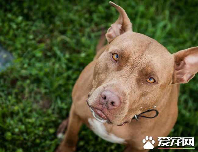 法老王獵犬的價格 品相不好的要3到5萬左右
