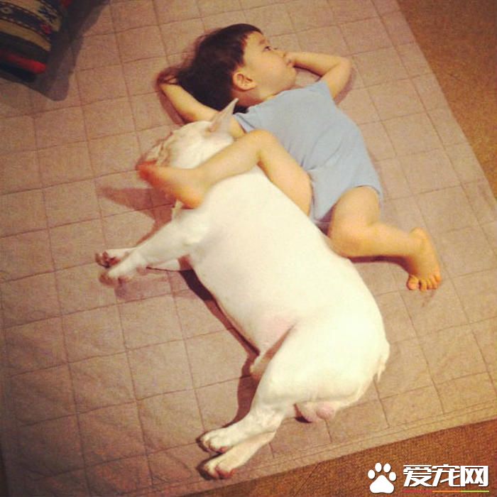 法國斗牛犬選購標准 買法國斗牛犬的注意事項