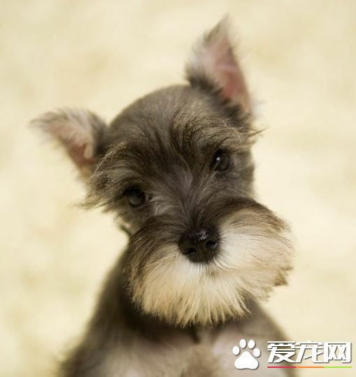 巨型雪納瑞多少錢一只 價格在1500到5000元