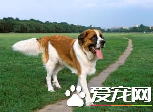 巨型聖伯納犬價格 價格范圍在1000到6000元之間