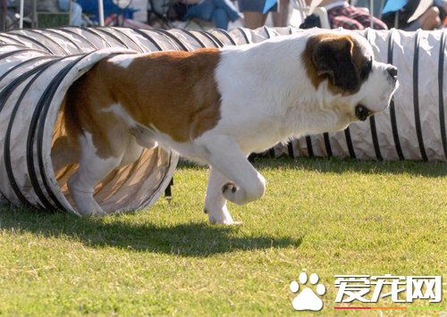 巨型聖伯納犬價格 價格范圍在1000到6000元之間