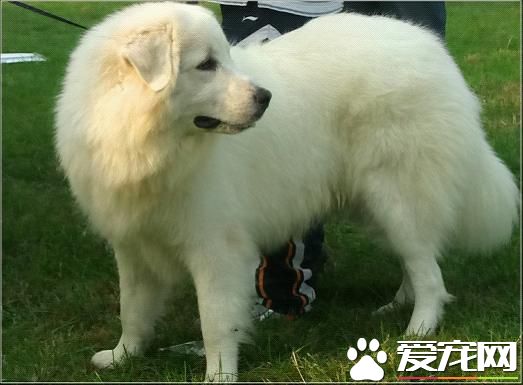 巨型大白熊犬哪裡有賣 選擇專門的寵物店進行購買