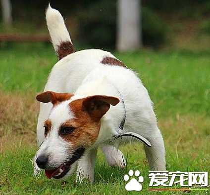 傑克羅素梗犬純種辨別 通過看傑克羅素梗的頭