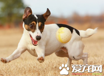 傑克羅素梗犬性格 傑克羅素梗性格充滿活力