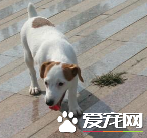 傑克羅素梗犬純種辨別 通過看傑克羅素梗的頭