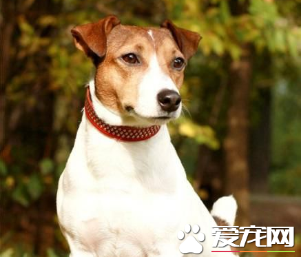 傑克羅素梗犬性格 傑克羅素梗性格充滿活力