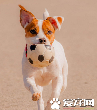 傑克羅素梗多少錢 價格一般在800到1000左右