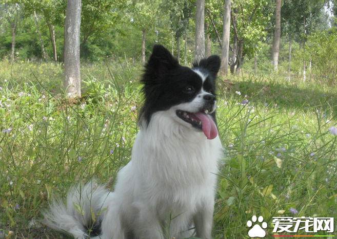 蝴蝶犬純種價格 國內行情5000左右起步價
