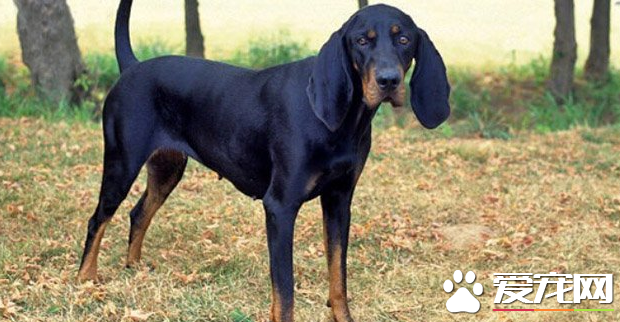 黑褐獵浣熊犬多少錢 價格大約為1500到8000元