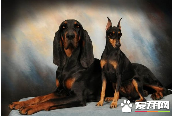 黑褐獵浣熊犬多少錢 價格大約為1500到8000元