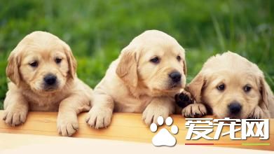 金毛尋回犬報價 純種的在1000到1500元