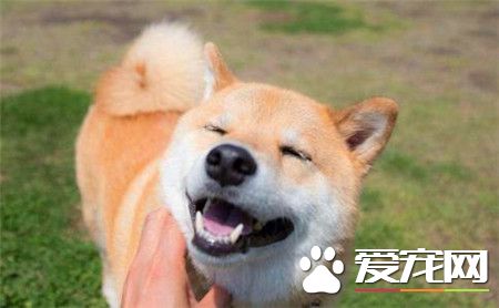 純種日本柴犬的價格 價格在1300到8888元之間