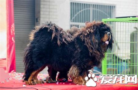 純種藏獒價格 純種藏獒500萬以上甚至800萬