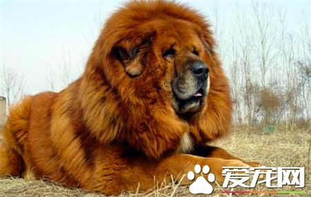 純種藏獒價格 純種藏獒500萬以上甚至800萬