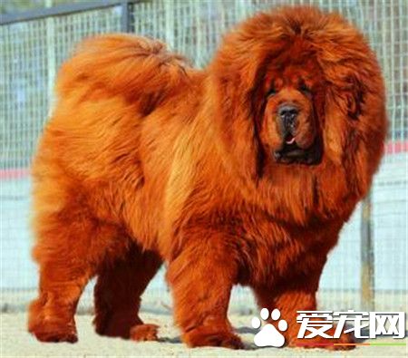 純種藏獒價格 純種藏獒500萬以上甚至800萬