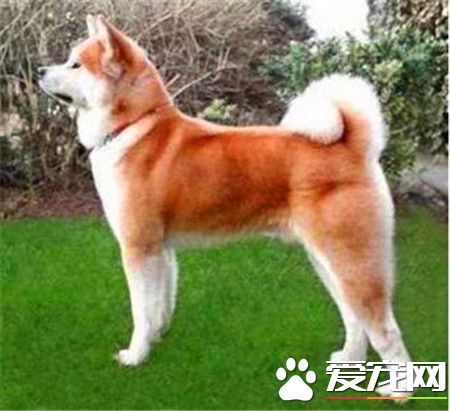 純種秋田犬價格 日系秋田犬在1000至10000元