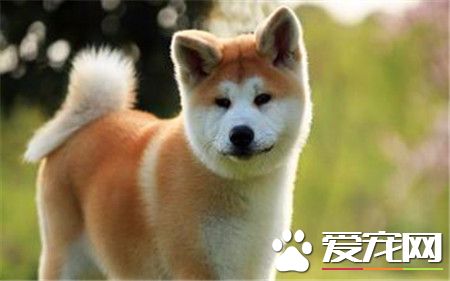 純種秋田犬價格 日系秋田犬在1000至10000元