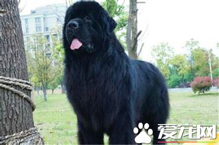 純種紐芬蘭犬價格 價格通常不低於千元