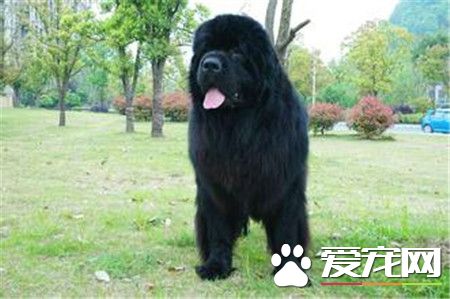 純種紐芬蘭犬價格 價格通常不低於千元