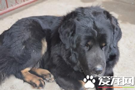 純種紐芬蘭犬價格 價格通常不低於千元