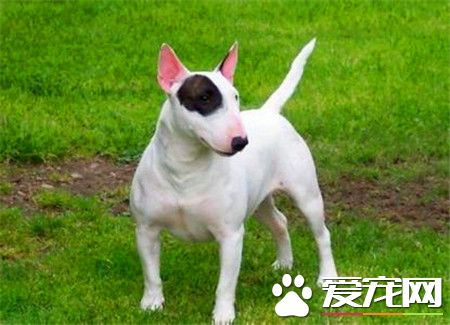 純種牛頭梗多少錢 血統和狗的品相來定價格