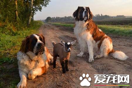 純種母聖伯納犬價格 參考價格在3000到5000元