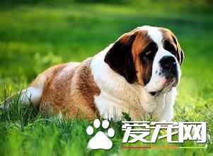 純種母聖伯納犬價格 參考價格在3000到5000元